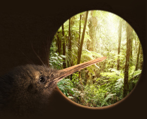 Kiwi bird looking from its burrow out into the forest